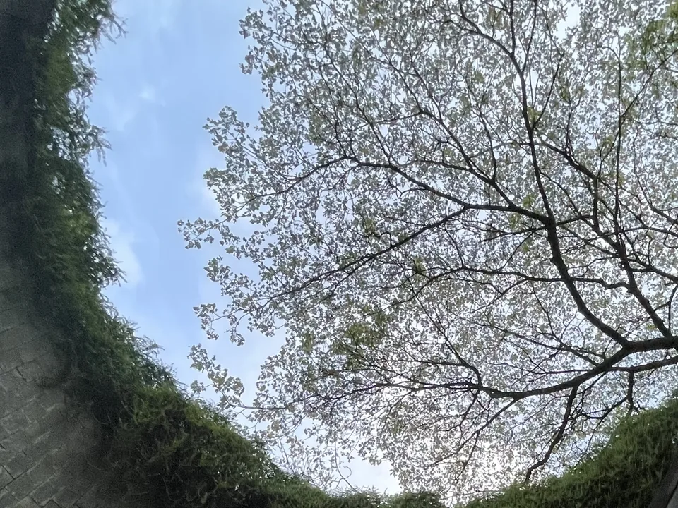 Fort Canning tree tunnel