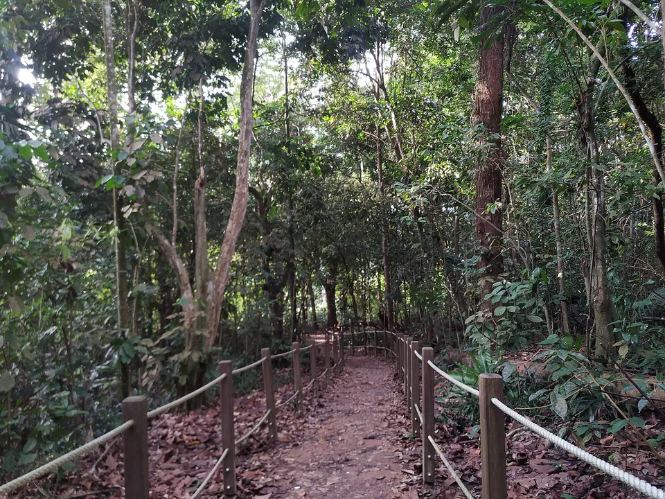 Forest trail in Rifle Range Nature Park